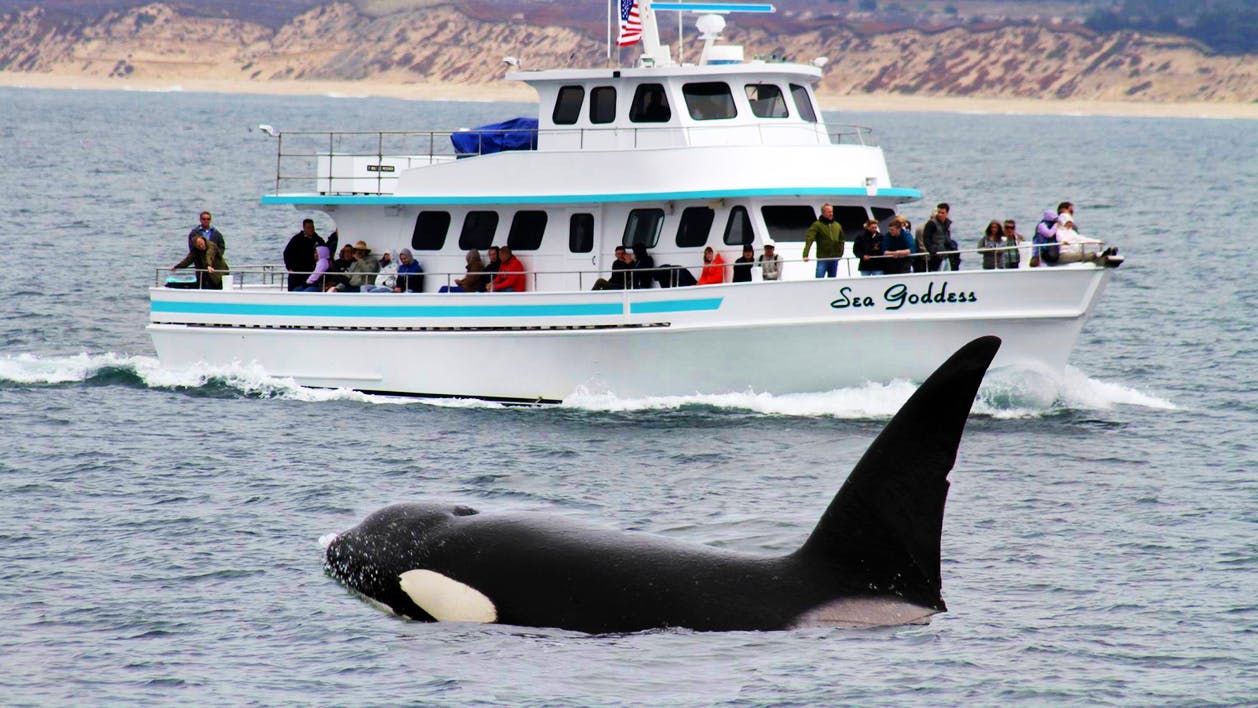 Whales Ahoy! in Monterey Bay, California Lisa Alpine